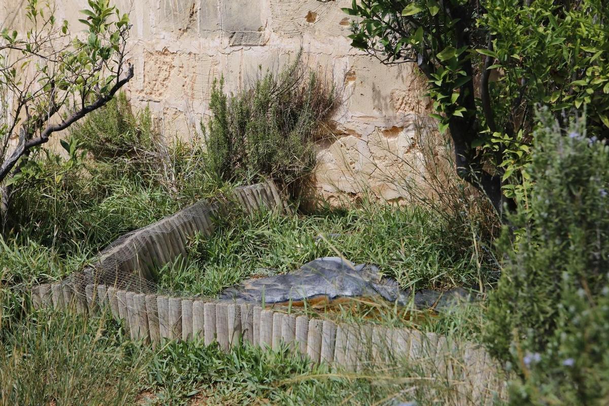 Juzgan a una pareja por tener en Mallorca el mayor criadero ilegal de tortugas de Europa