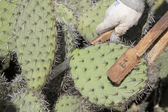 Mallorcas Gärtnereien: Bei "Toni Moreno" in Ses Salines züchtet und vertreibt man Trockenpflanzen.