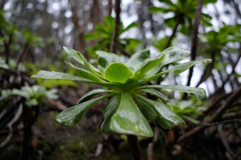 Fontanales, Moya.  Tiempo lluvia otoño  | 04/12/2019 | Fotógrafo: José Carlos Guerra