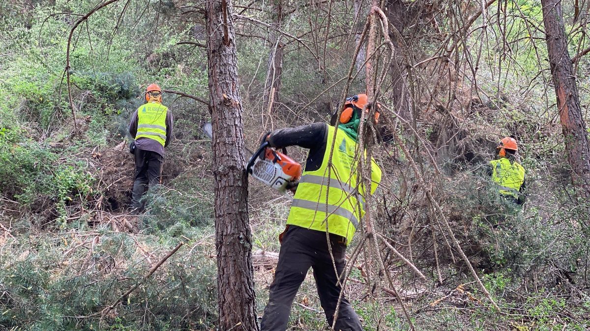 Operaris fent tasques de gestió forestal en una zona boscosa de la Cerdanya.