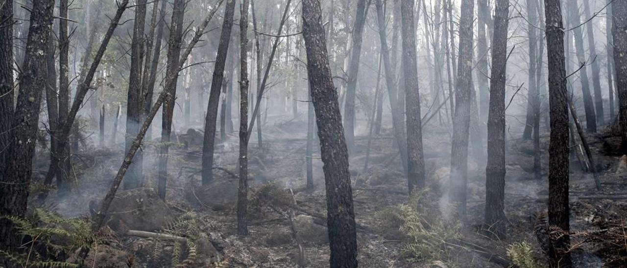 Bosque quemado ayer en Quins, Melón. // Brais Lorenzo