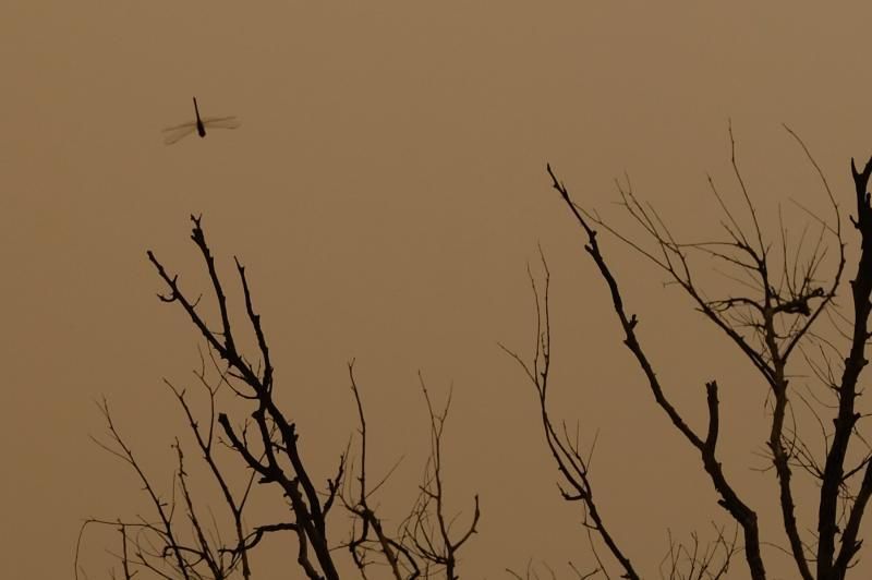 La Aldea - Agaete- Las Palmas de GC:. Incendio Tasarte y calima  | 23/02/2020 | Fotógrafo: José Carlos Guerra