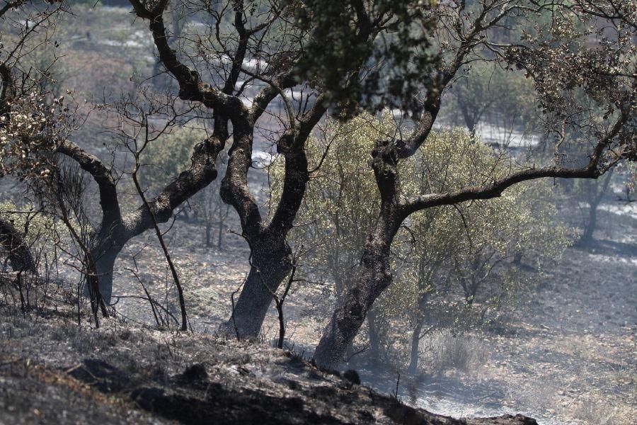 Fuego en las bodegas de Valcabadino