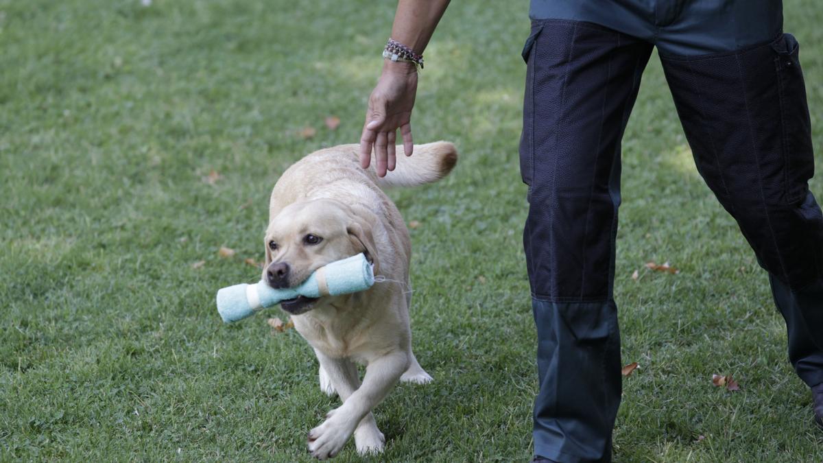 Un perro juguetea con su propietario.