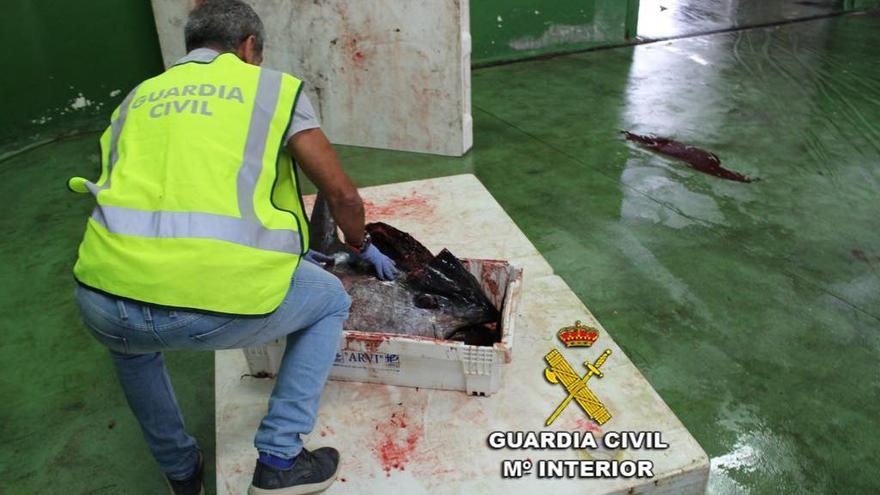 El atún decomisado. // Guardia Civil