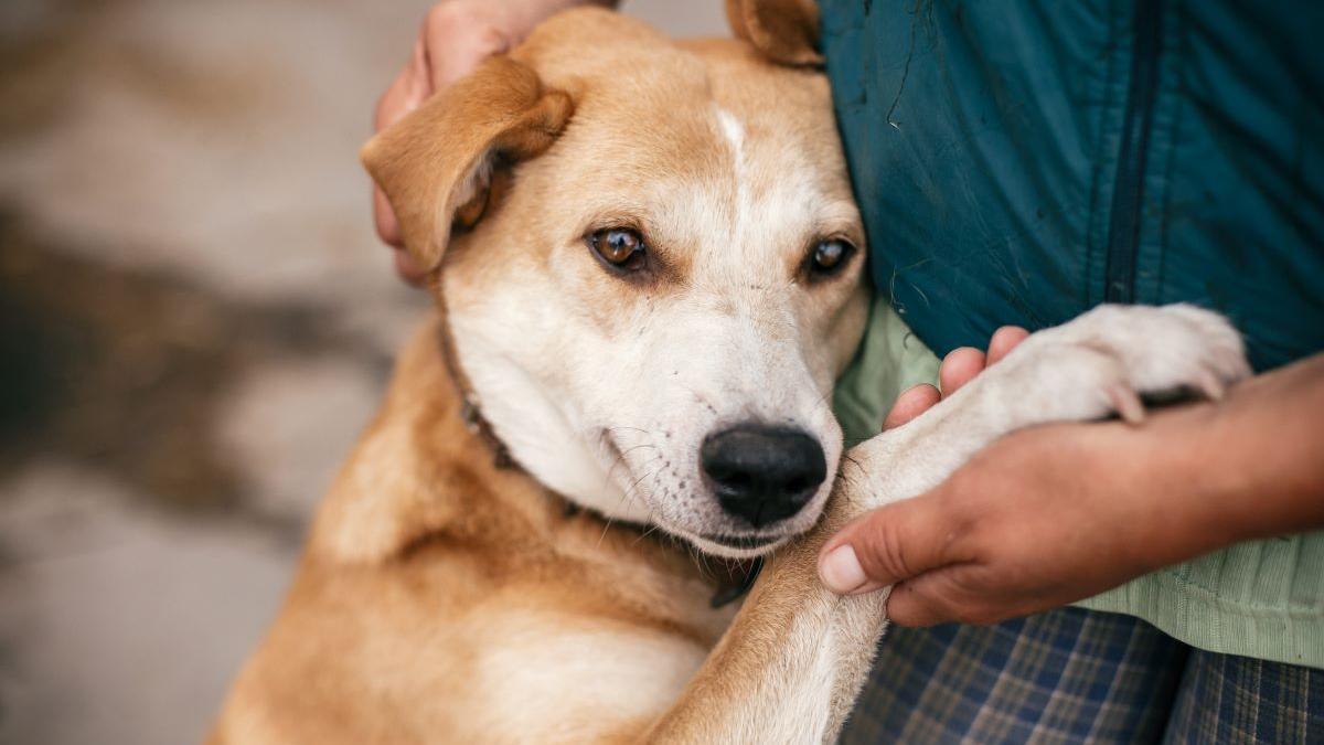 Los gestos de cariño más habituales en los perros.