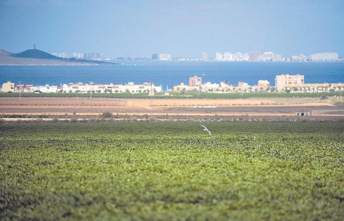 Cultivos de regadío en el entorno del Mar Menor