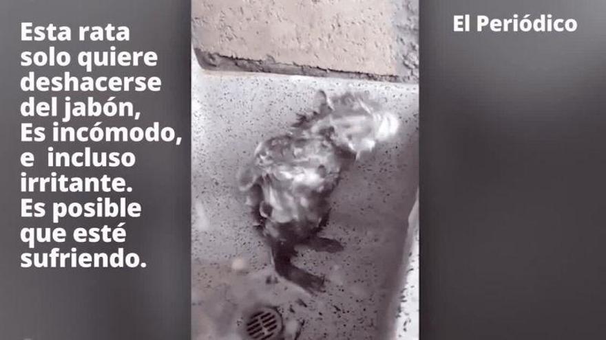 Una rata se ducha como un humano