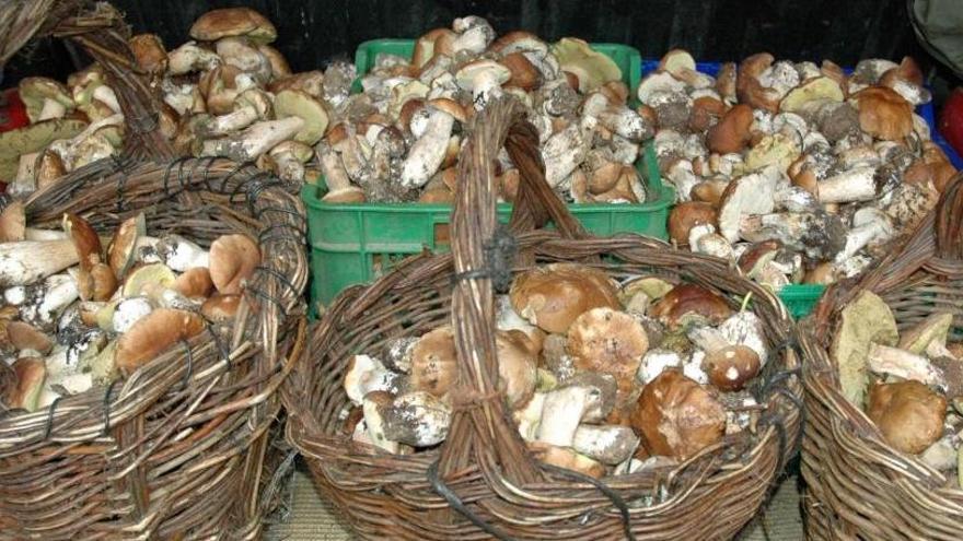 Cestos con boletus edulis.