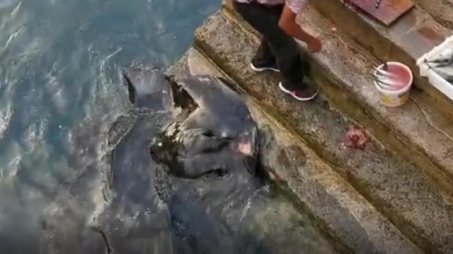 Un hombre da de comer al chucho 'Chano' en el Muelle de Vueltas de Valle Gran Rey, en La Gomera.