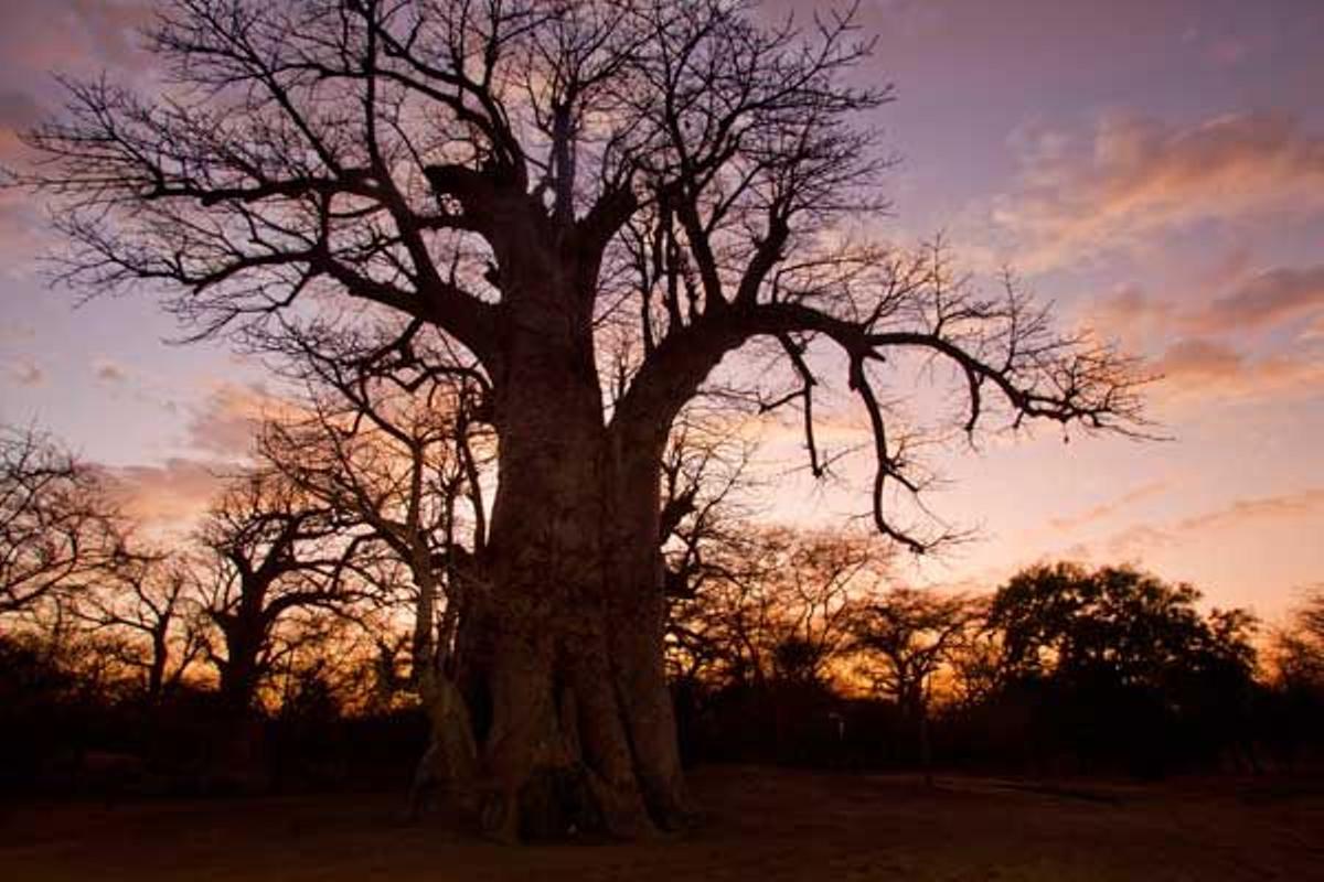 Típicos Baobabs en la Reserva Natural Bandia.