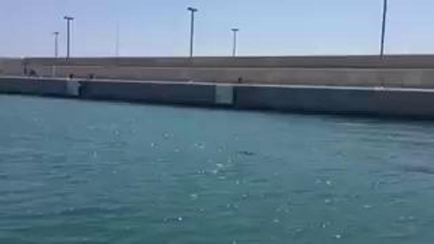 Una cría de delfín surca las aguas de la Marina de València