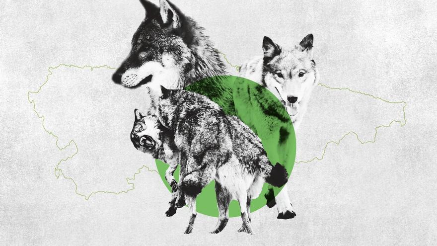 &quot;Lobo y ganadería deben coexistir&quot;, avisa Hugo Morán, que descarta por ahora cambios en la norma