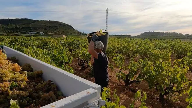 Turís y Montserrat prevén aumentar la cosecha de uva un 50 % en una vendimia adelantada por el calor