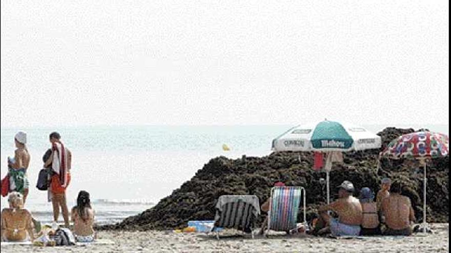 valencia.

 Un grupo de bañistas toma el sol junto a un montón de algas, en la playa de la Malva-Rosa.