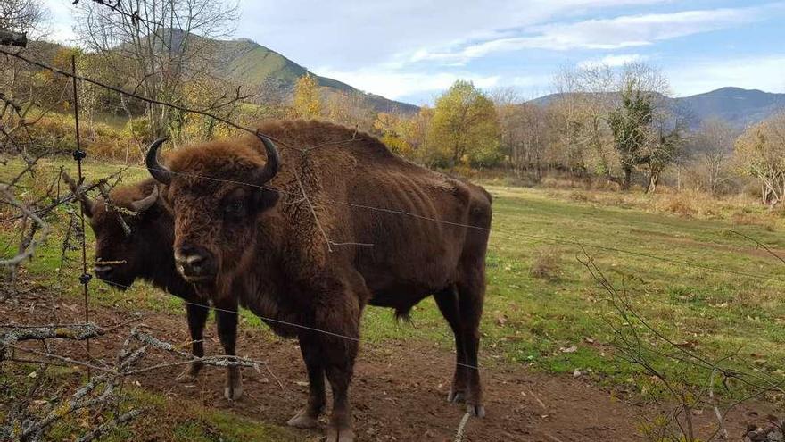 Dos bisontes, hembra y macho, en el cercado de animales del Parque de la Prehistoria de Teverga.