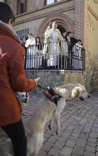 San Antón bendice a los animales en Benavente.