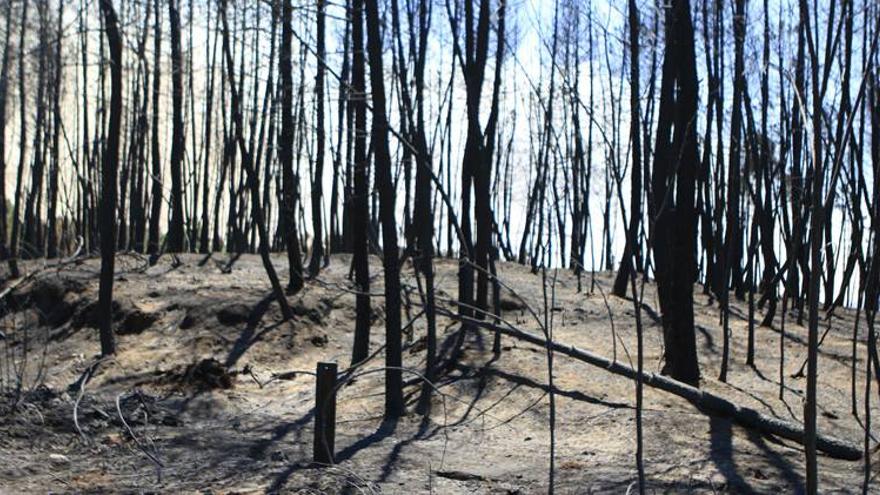 El incendio de Sierra de Gata arrasa más de seis mil hectáreas y continúa sin sofocarse