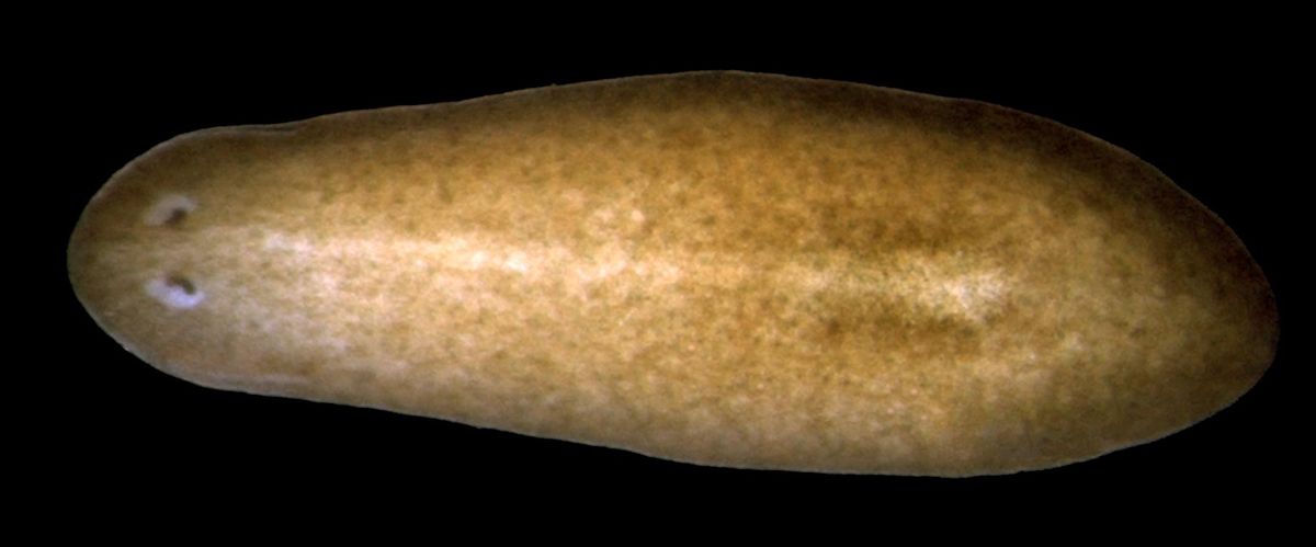 Schmidtea mediterranea