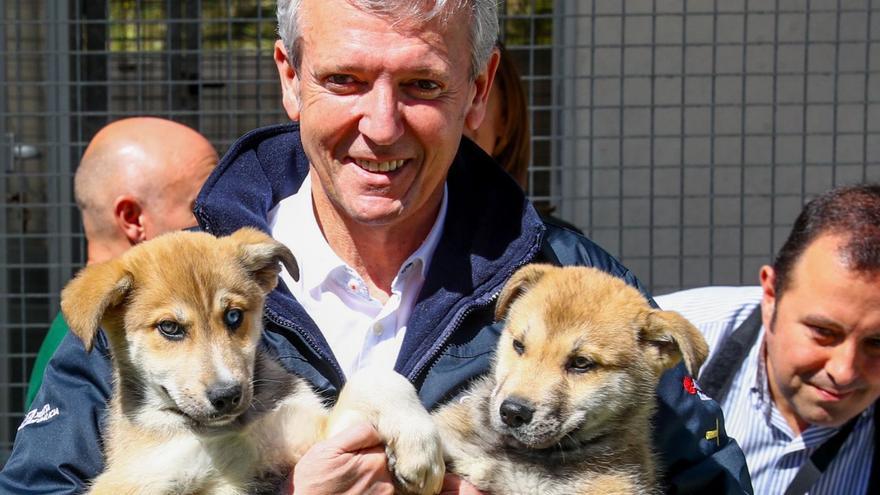 El presidente de la Xunta, Alfonso Rueda, juega con dos de los cachorros acogidos en el CAAN de Armenteira, ayer.