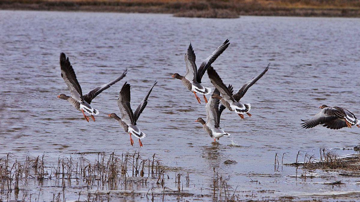 Lagunas de Villafáfila en Zamora.