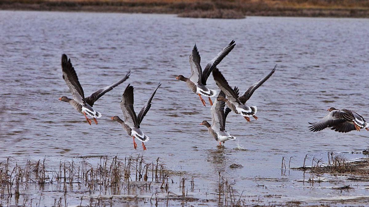 Lagunas de Villafáfila en Zamora, lugar que visitarán durante el curso.