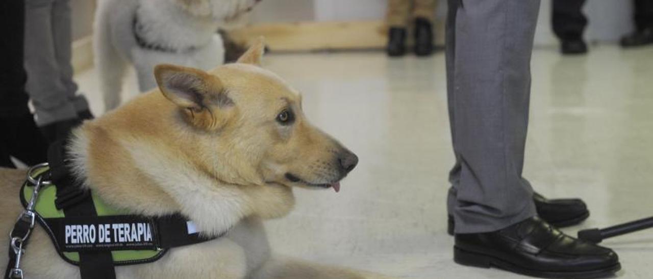 Un perro de terapia, en el Hospital Materno Infantil Teresa Herrera de A Coruña.   | // CARLOS PARDELLAS