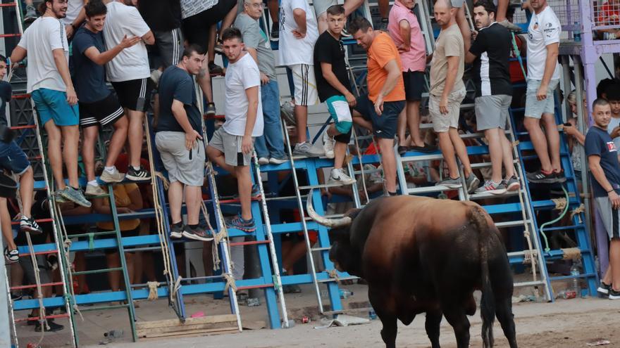 Animalistas piden a Mazón adecuar el &#039;bou al carrer&#039; al calor extremo