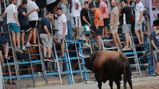 Animalistas piden a Mazón adecuar el 'bou al carrer' al calor extremo
