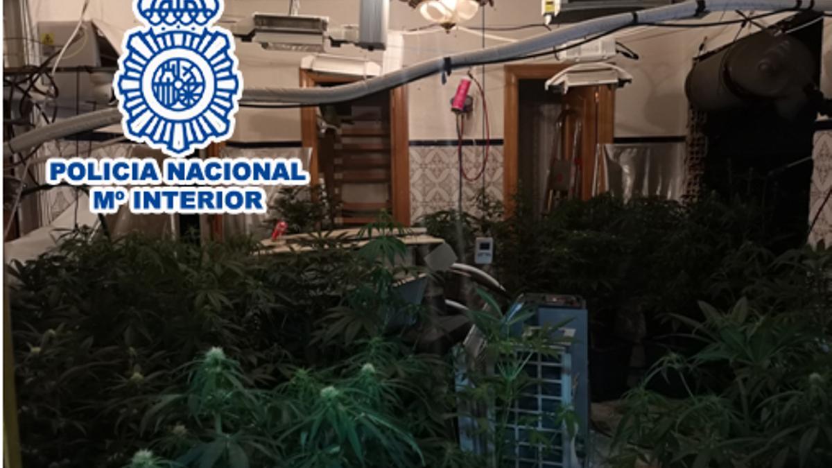 La plantación de marihuana desmantelada por la Policía Nacional en una vivienda del barrio Caliu de Elda.