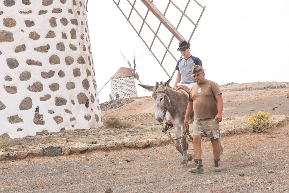 Terry Giliam busca burros para el rodaje de la película del Quijote