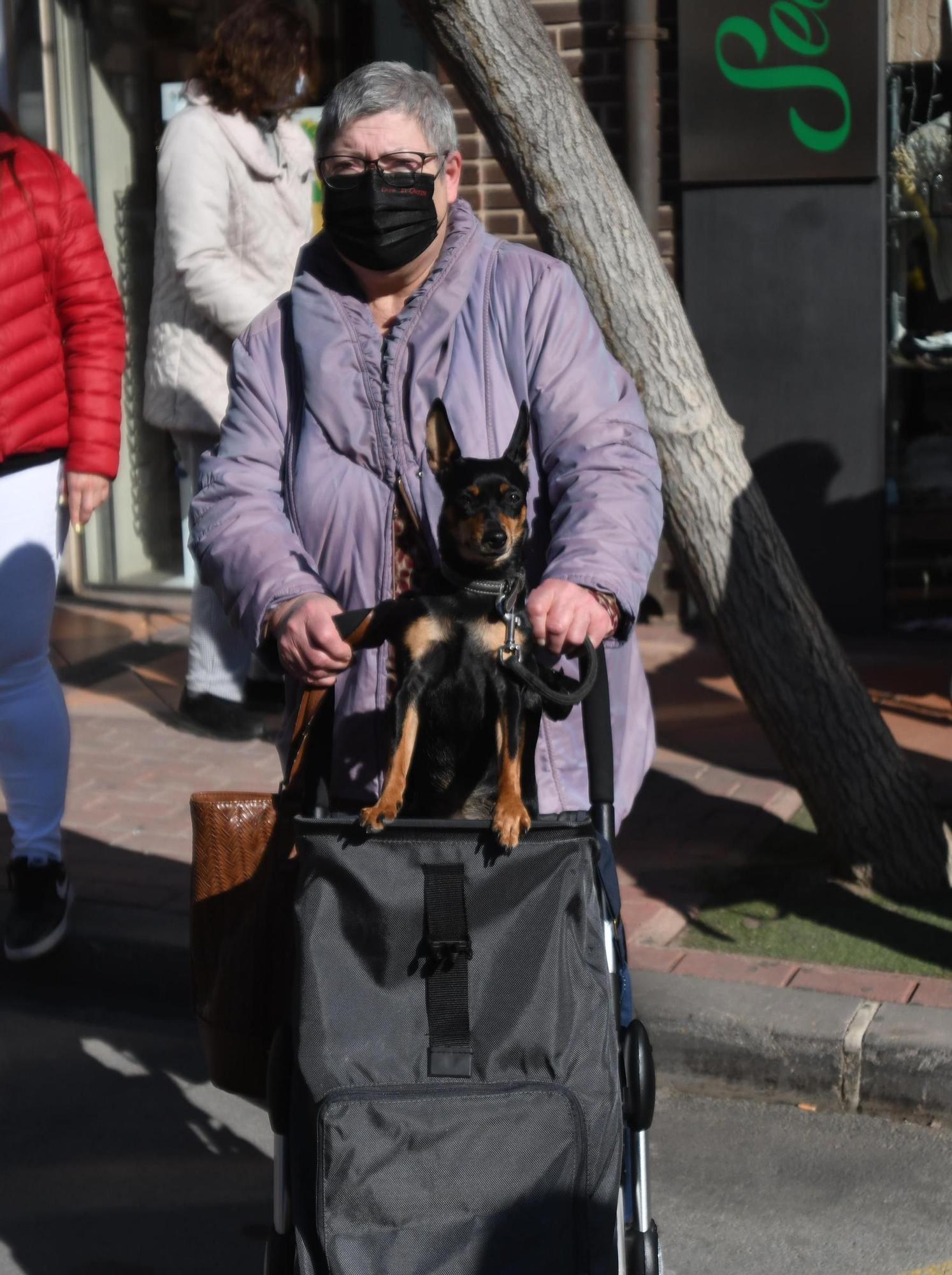 Las mascotas reciben su bendición por San Antón en Murcia (II)