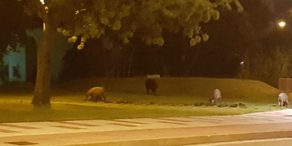 Un grup de senglars ronda de matinada per Platja d'Aro