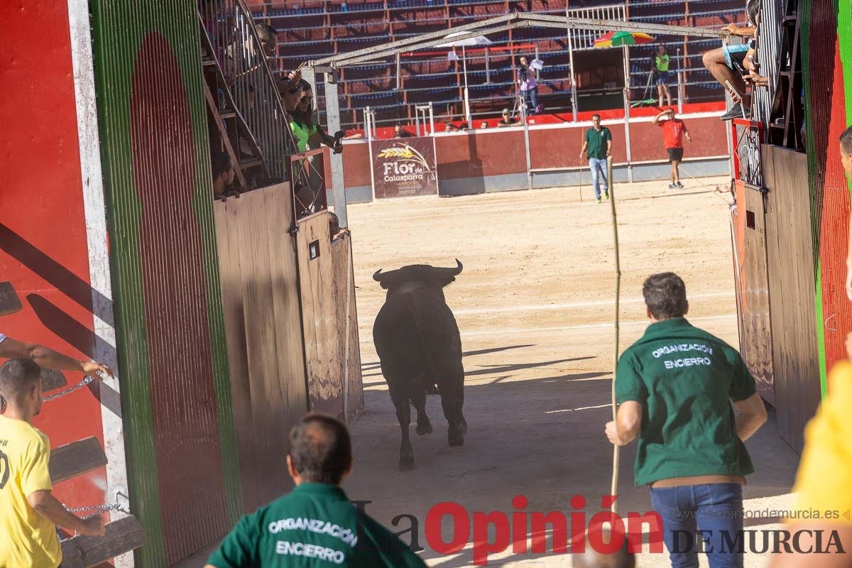 Quinto encierro de la Feria del Arroz de Calasparra