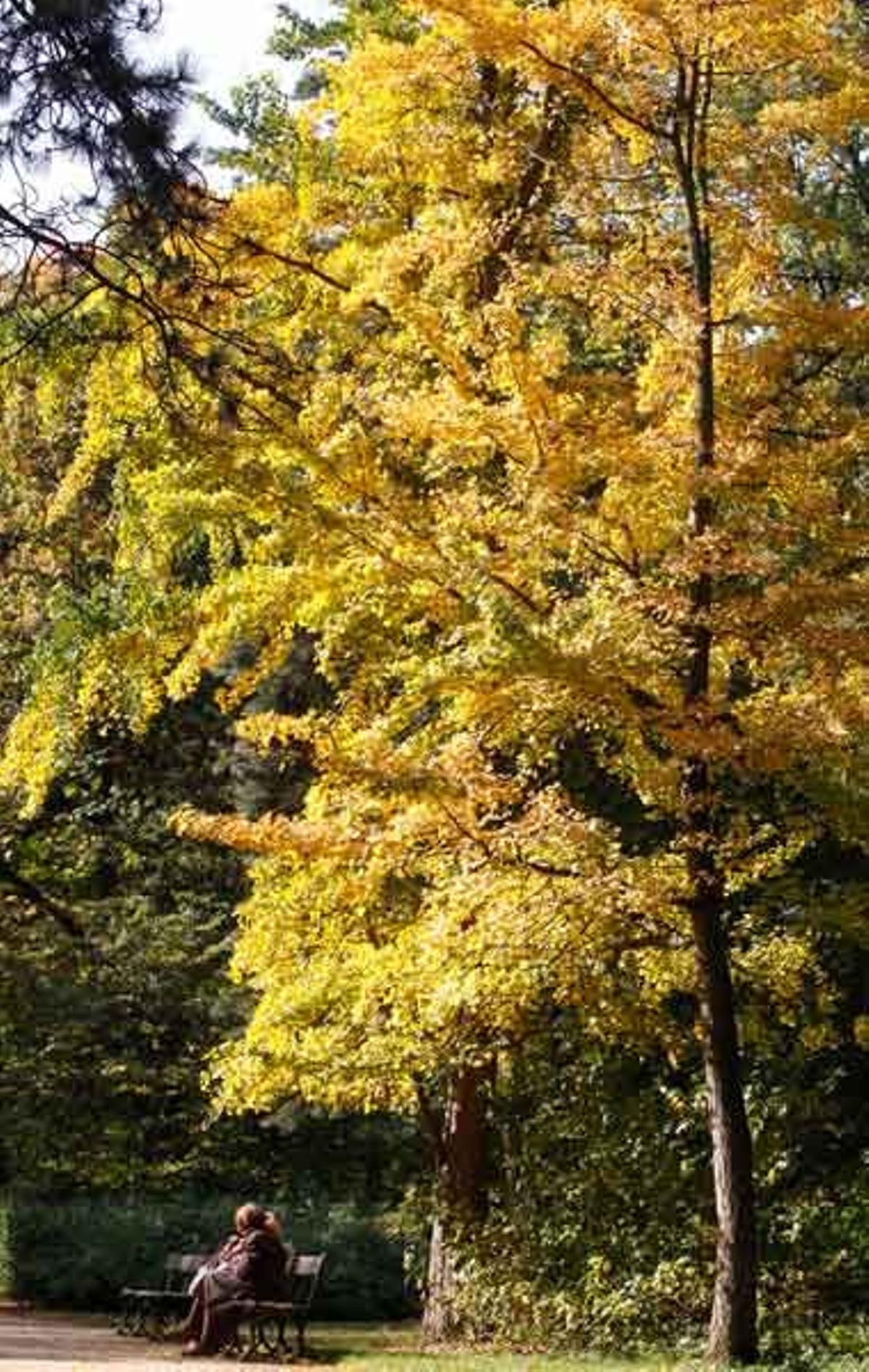 El Parque Real Lazienki es el parque público más grande de Varsovia.