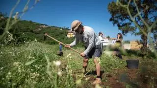 La papa antigua, en peligro de extinción