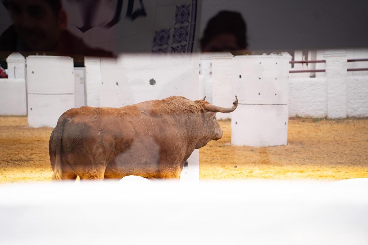 Los primeros toros llegan a la Venta de Antequera