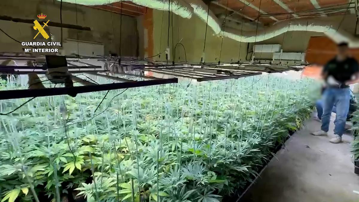 La plantación de marihuana de una urbanización de Picassent.