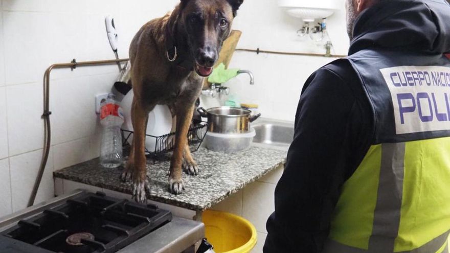 Un perro y un agente, durante la inspección, en un local asturiano. | POLICÍA NACIONAL