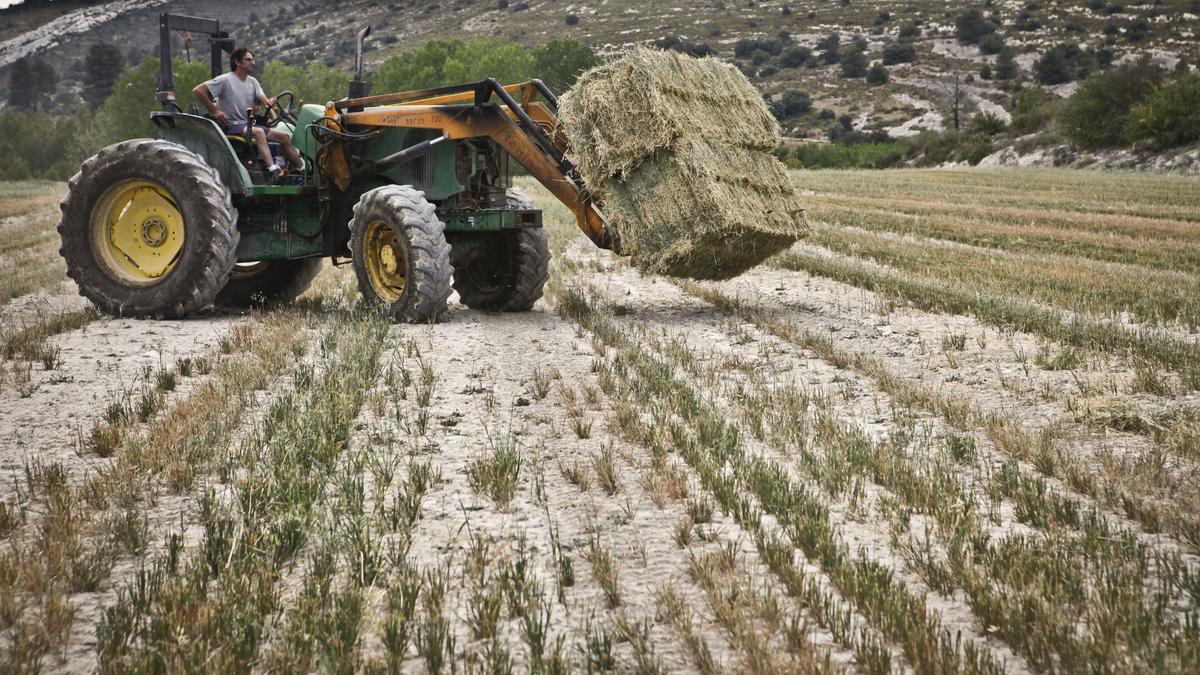Un agricultor recogiendo alfalfa con su tractor en L`Alcoià