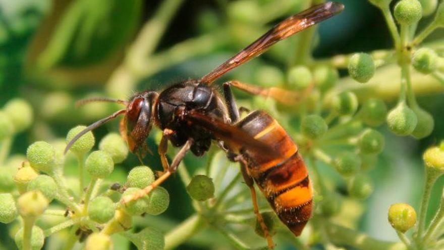 Muere de un paro cardiaco tras picarle una avispa