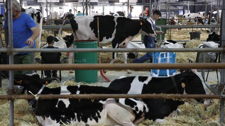 Viajes en barco y en camión para llegar a la feria Agropec de Gijón: &quot;Merece la pena&quot;