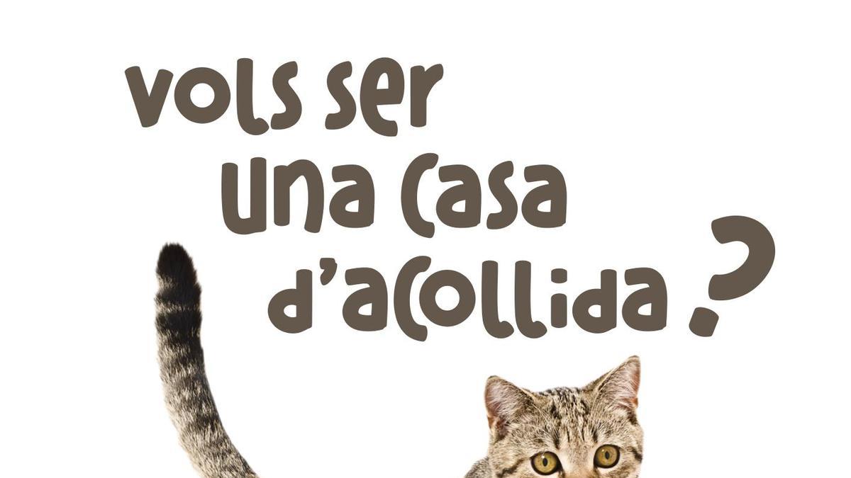 Cartel de la campaña de casas de cogida para animales sin hogar en Puçol.