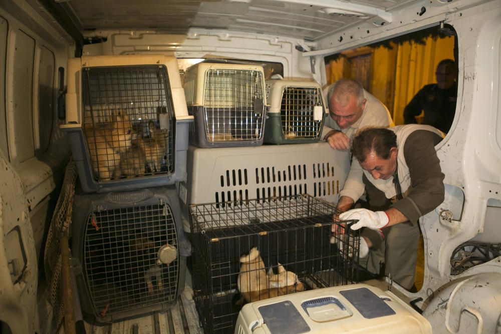 Perros rescatados en Alicante