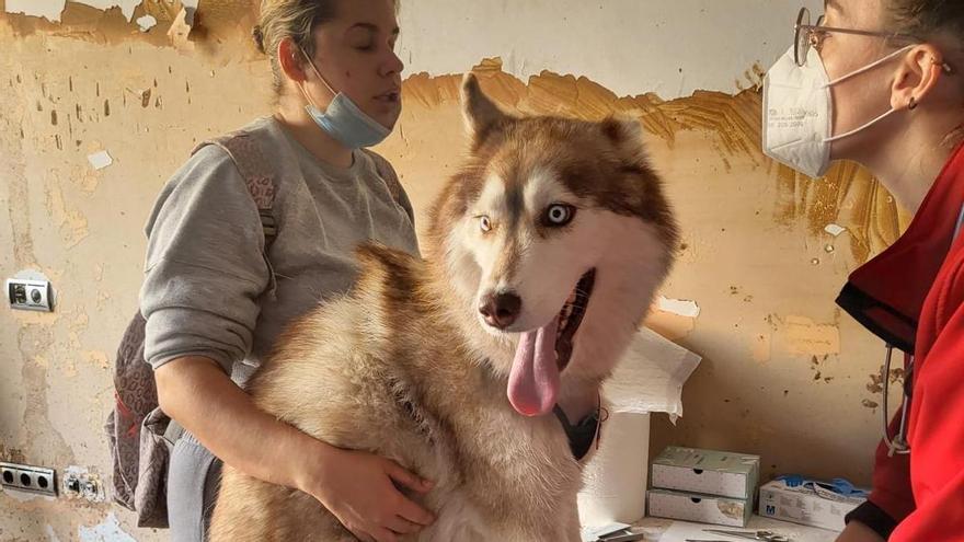 Un perro asistido por el equipo de voluntarios del Colegio de Veterinarias.