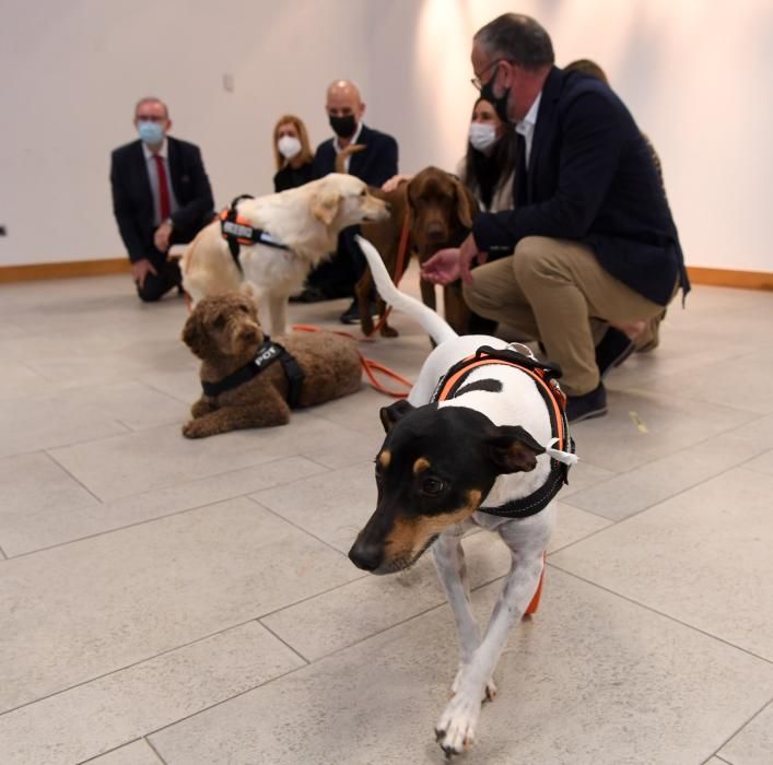 Perros escuderos de víctimas de maltrato