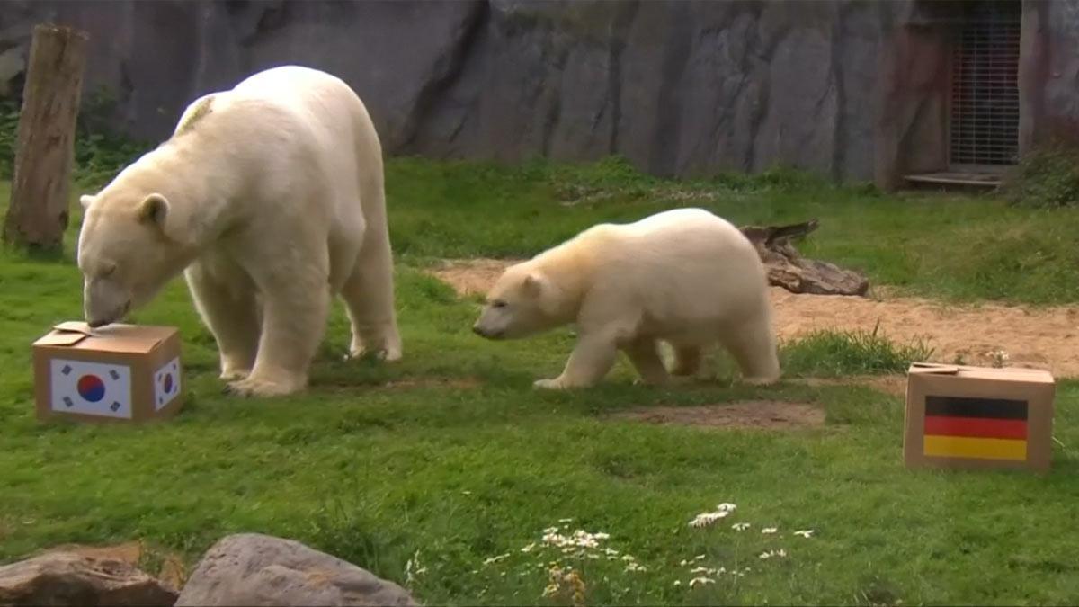 Dos osos de un zoo alemán predicen los resultados de los partidos del Mundial.