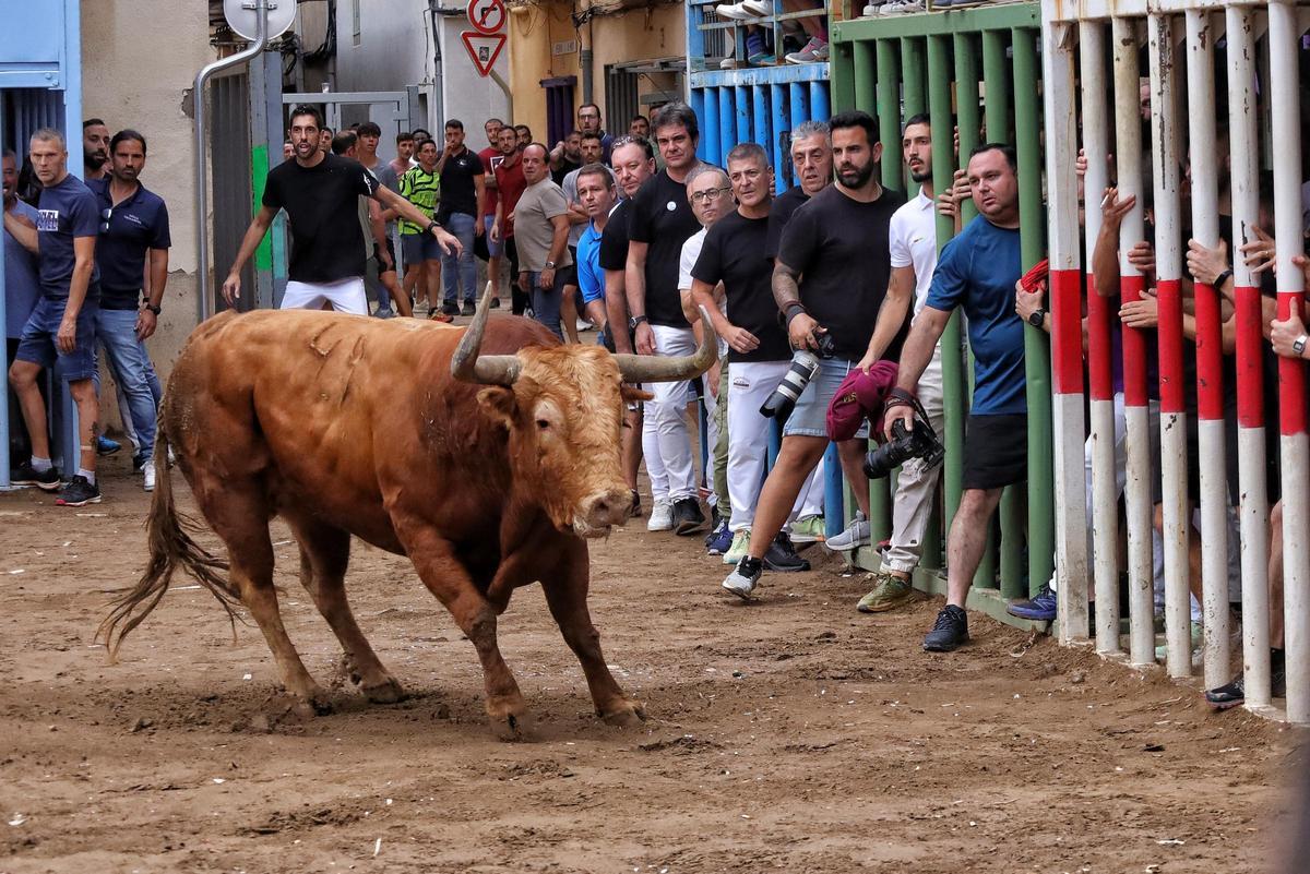 Así ha sido la última jornada de 'bous per la Vila' en Almassora