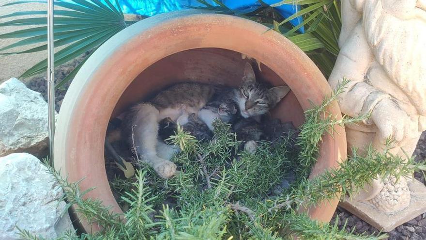 Investigación abierta: Vinaròs estrecha el cerco para detener a los agresores de gatos