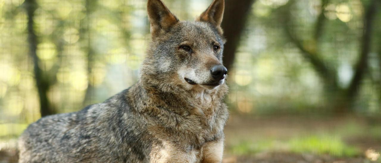 Un lobo en la reserva natural de Marcelle.